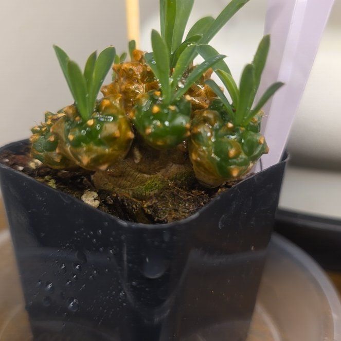 Photo of the plant species Euphorbia Gabizan by @EcstaticApple48 named Walt on Greg, the plant care app