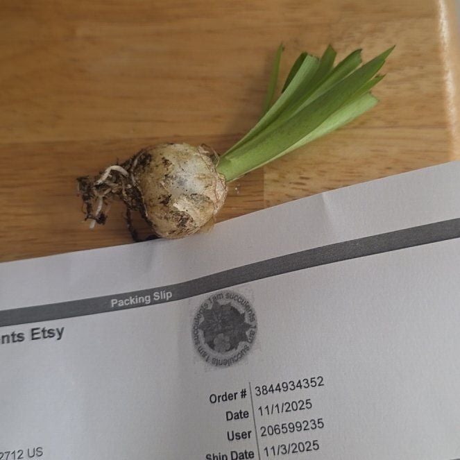 Photo of the plant species Albuca concordiana by @EcstaticApple48 named Captain Plant-it on Greg, the plant care app