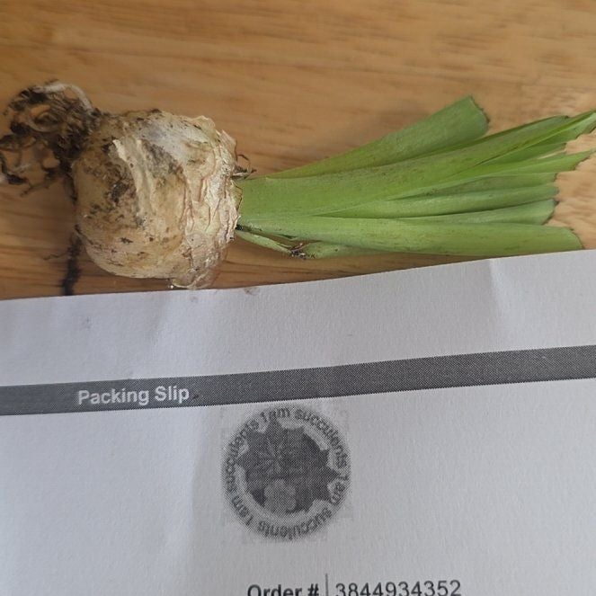 Photo of the plant species Albuca concordiana by @EcstaticApple48 named ChloroPhil on Greg, the plant care app