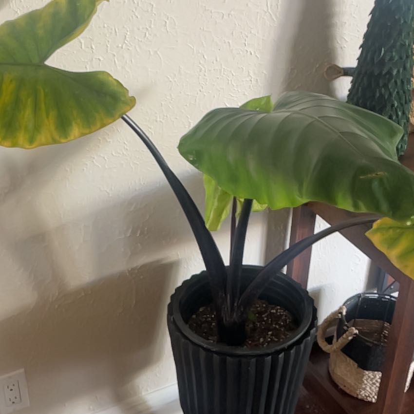 Photo of the plant species Alocasia Black Stem Variegated by @ToughGrass39 named Mochi on Greg, the plant care app