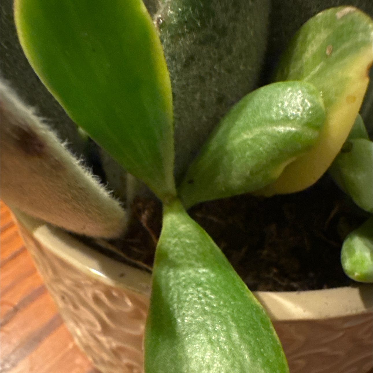 Photo of the plant species Creeping Coprosma by @PetMayapple37 named Nithin on Greg, the plant care app