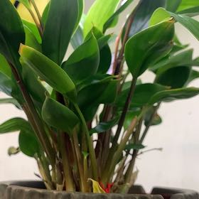 Photo of the plant species golden bush ginger by @TunefulGrandfir named Athena on Greg, the plant care app