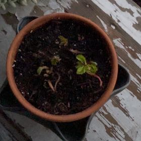 Photo of the plant species Ozark Beauty Strawberry by @AvidGreenpagoda named Leonardo on Greg, the plant care app