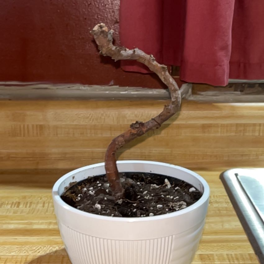 Photo of the plant species Bonsai by @SizzlingMint19 named Kendall on Greg, the plant care app