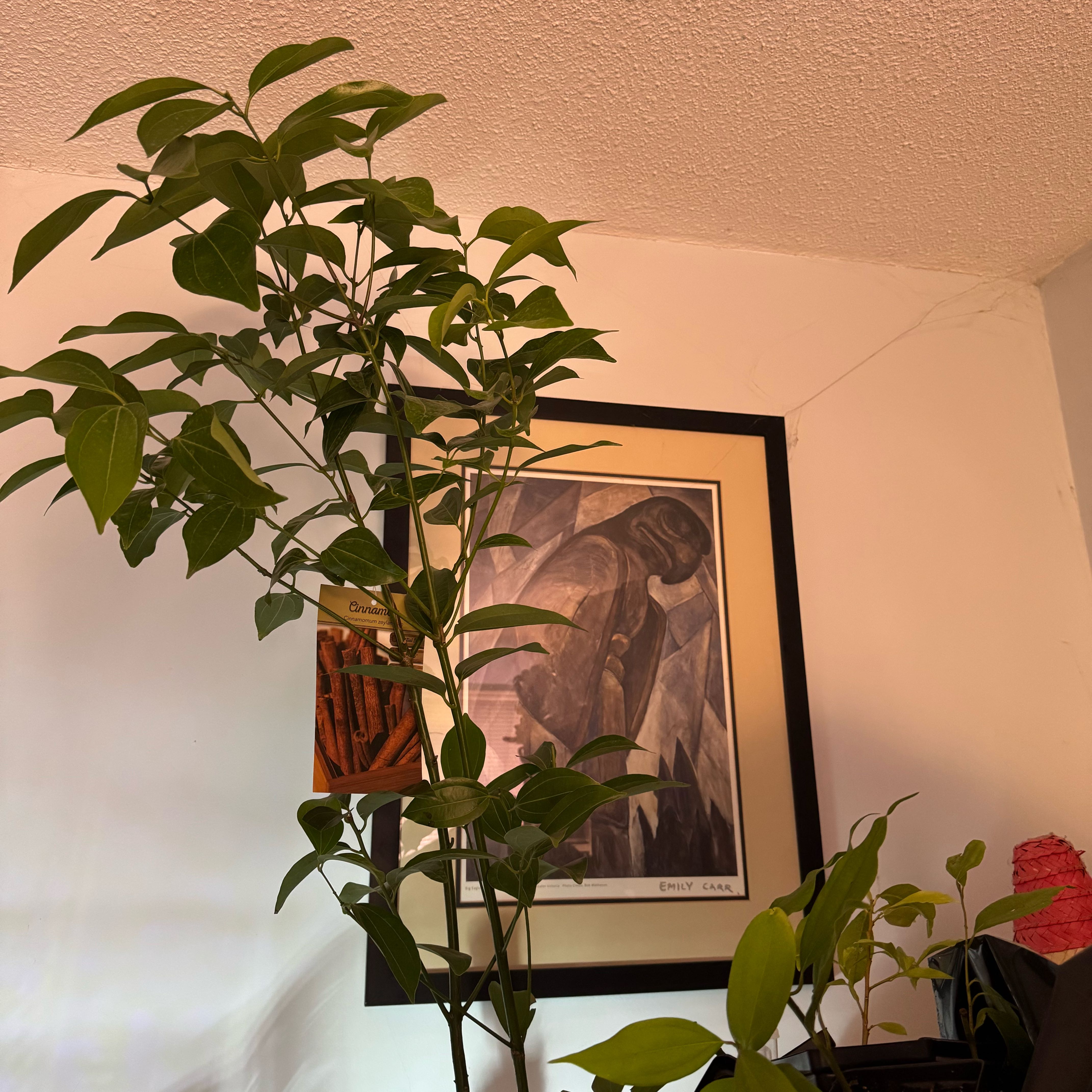 Photo of the plant species Cinnamon by @LuminousMugwort named Lebron on Greg, the plant care app