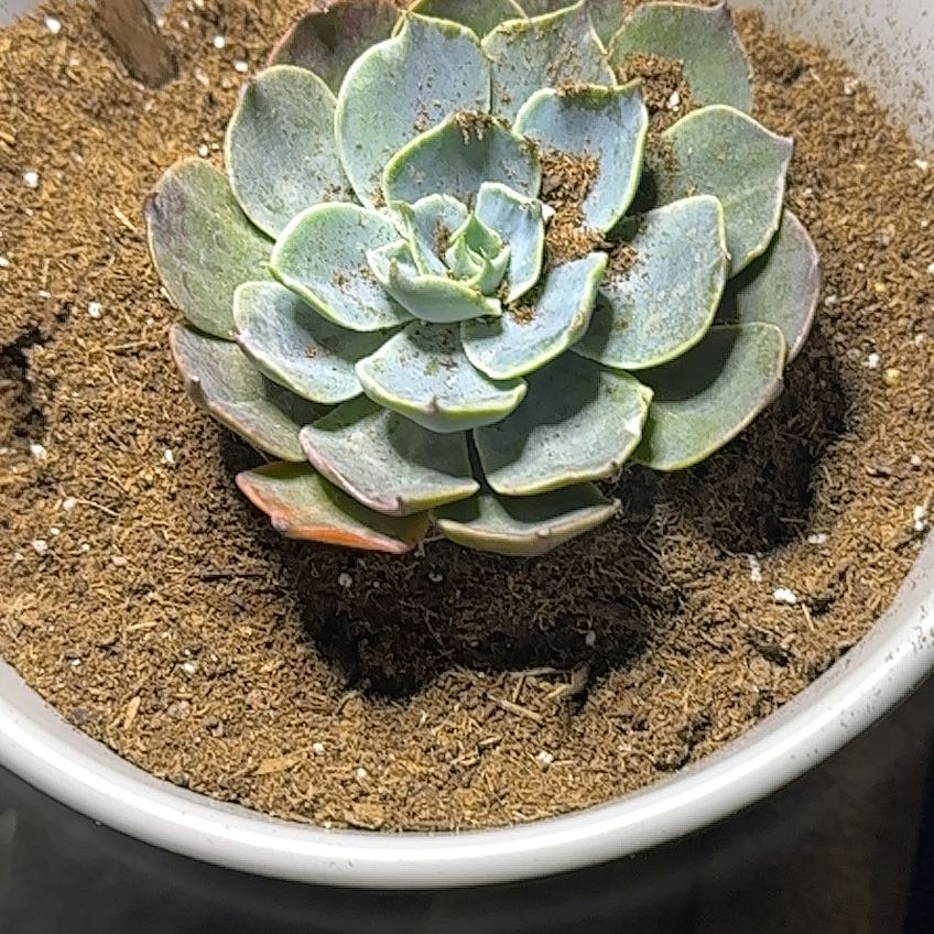 Photo of the plant species Echeveria 'Colorshift' by @TutorCobnut85 named Ruby on Greg, the plant care app