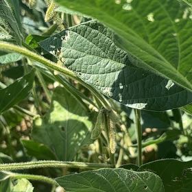 Photo of the plant species Kudzu by @SentinelTeatree named Queen on Greg, the plant care app