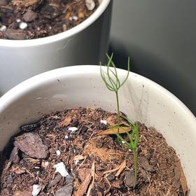 Photo of the plant species Blue Spruce Bonsai by @LaudableHoya32 named Sahara on Greg, the plant care app