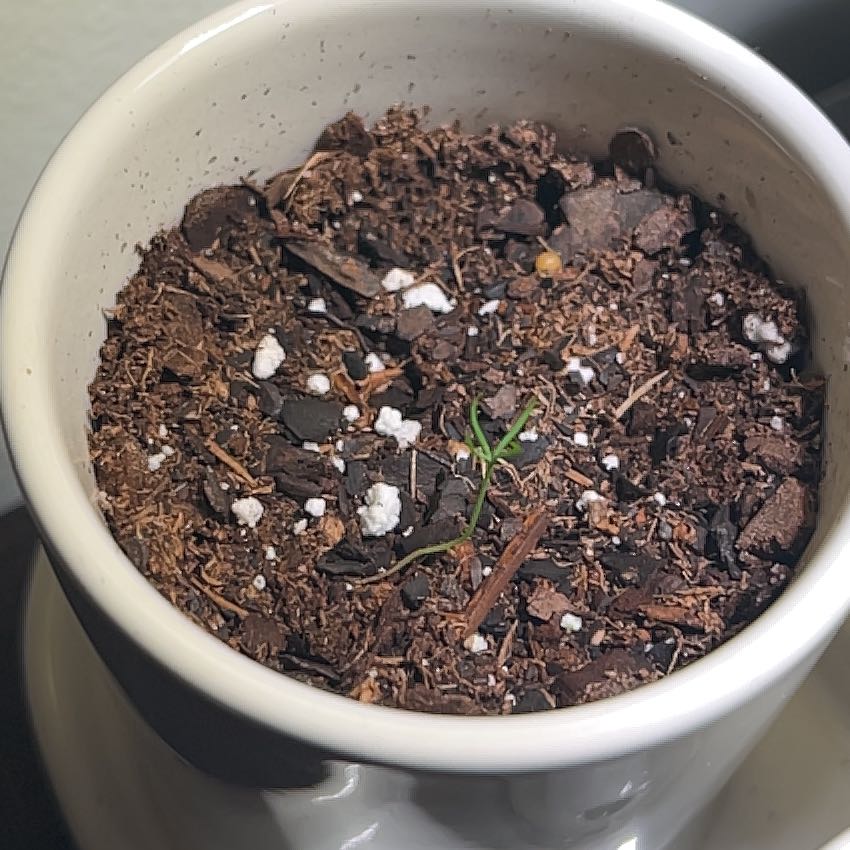 Plant care for Black Jade Snake plant on Greg, the plant care app
