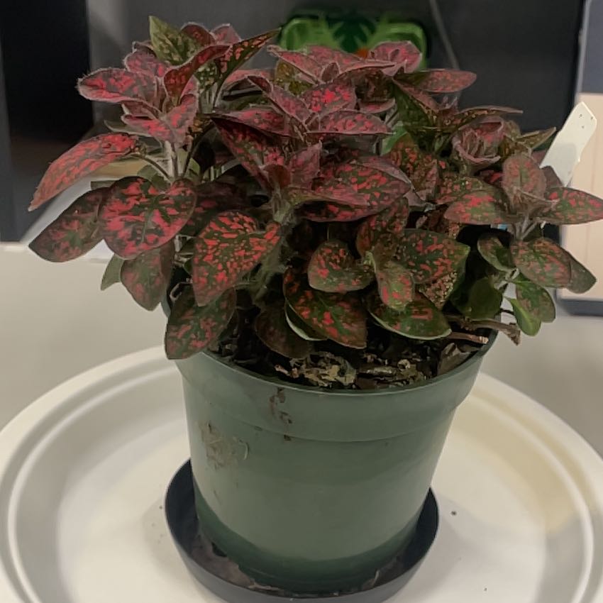 Photo of the plant species Red Splash Plant by @SplendidRedlog named Girlfrond on Greg, the plant care app