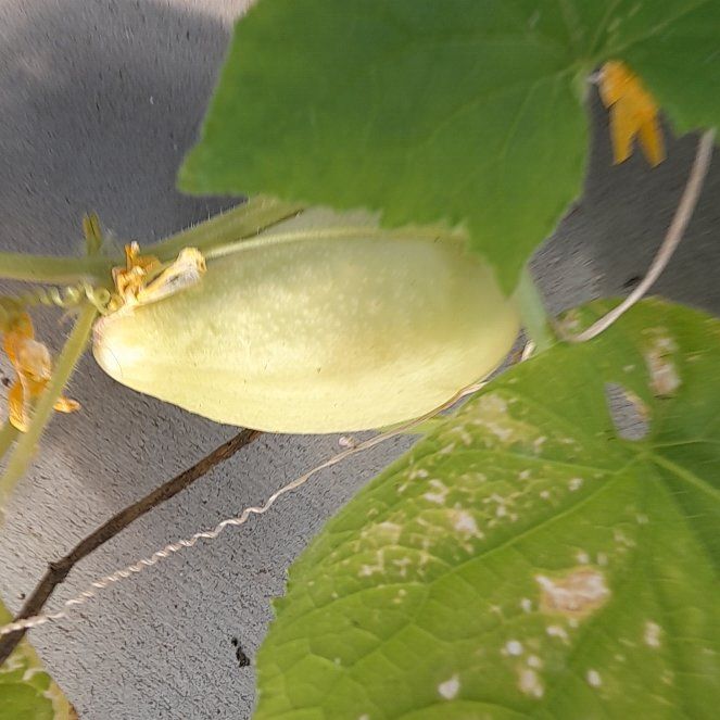 Photo of the plant species Crystal Apple Cucumber by @DeanBanksrose95 named Paige on Greg, the plant care app