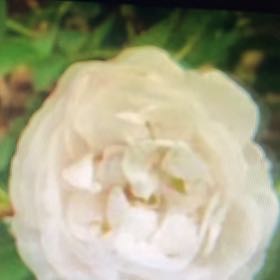 Photo of the plant species Spanish Bluebell 'Alba Maxima' by @LightCurlylocks named Khaleesi on Greg, the plant care app