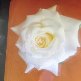 Photo of the plant species Pope John Paul II Rose by @LightCurlylocks named Peter Parker on Greg, the plant care app