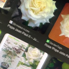 Photo of the plant species Potatoe by @LightCurlylocks named Ulysses S Plant on Greg, the plant care app