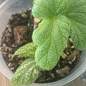 Photo of the plant species Begonia 'Sinbad' by @HunkyPiperaceae named Wall-E on Greg, the plant care app