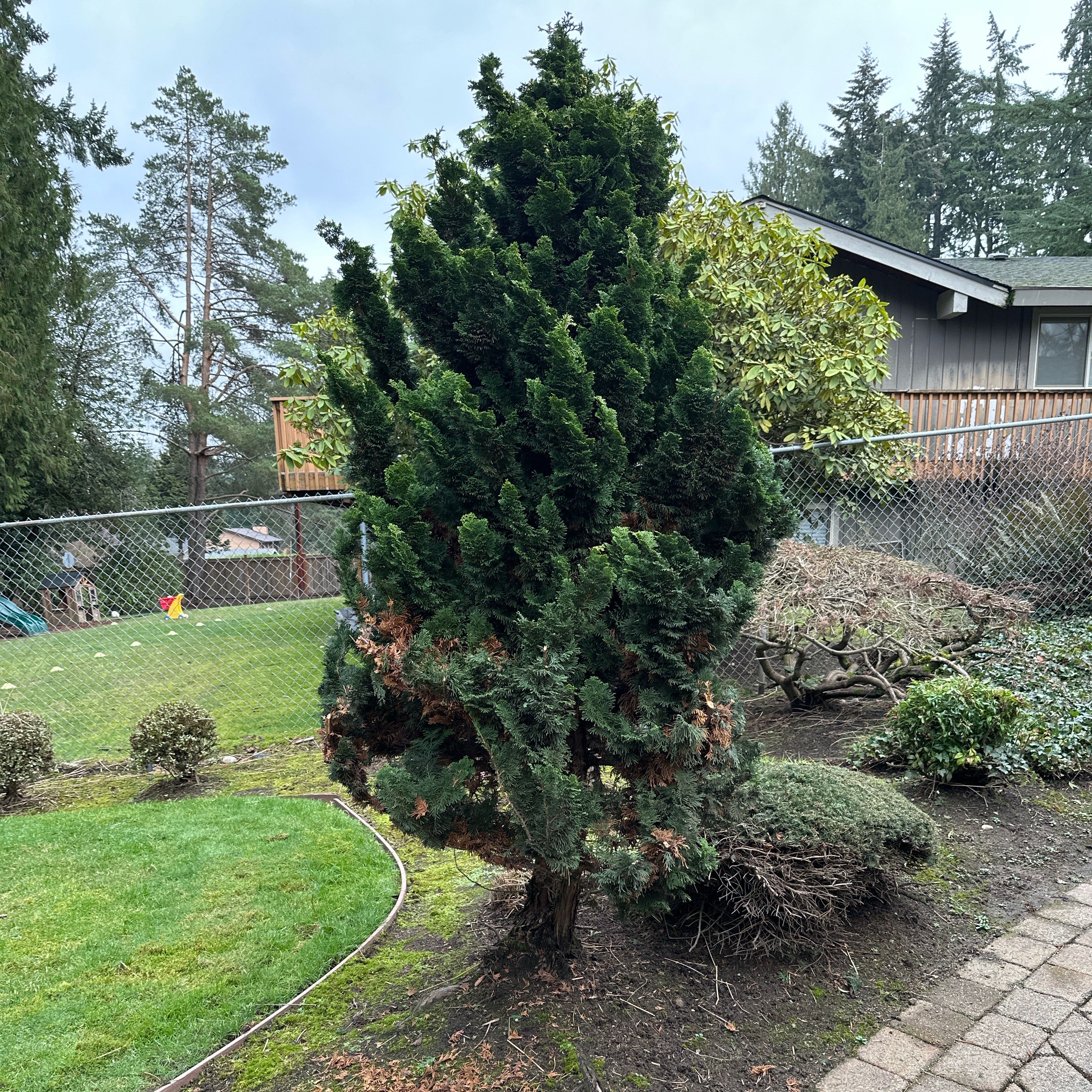 Photo of the plant species Dwarf Cypress by @FieryWolflichen named Duke on Greg, the plant care app