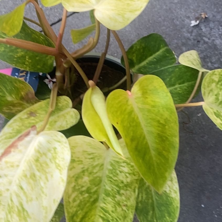 Photo of the plant species American Water Plantain by @ZestBlueburrito named Zeus on Greg, the plant care app