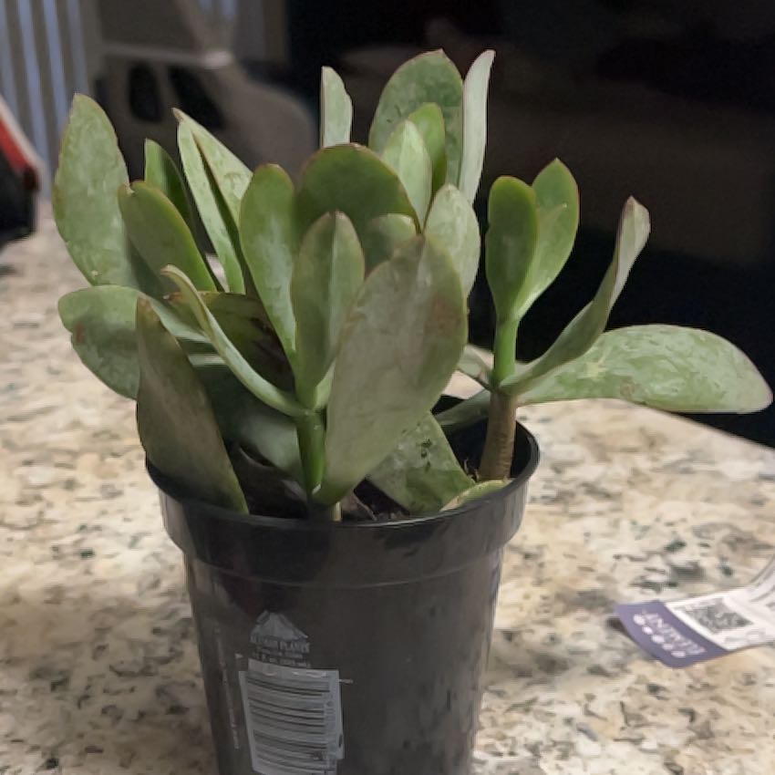 Photo of the plant species Crassula Blue Bird by @EarnestCentella named Bluey on Greg, the plant care app