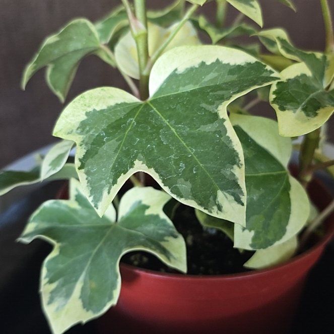 Photo of the plant species Ivy Tree by @YoungMum10 named Cleopatra on Greg, the plant care app