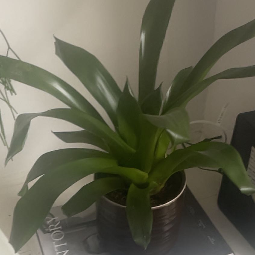 Photo of the plant species Bromeliad Vriesea by @NiceMango19 named Khaleesi on Greg, the plant care app