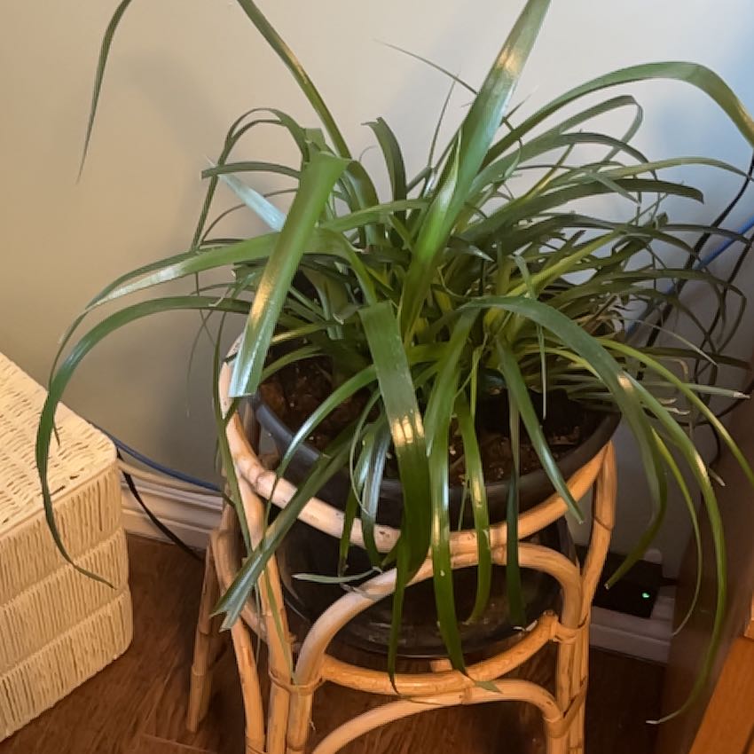 Photo of the plant species Queen's Tears by @WiseGoldenball named Delilah on Greg, the plant care app