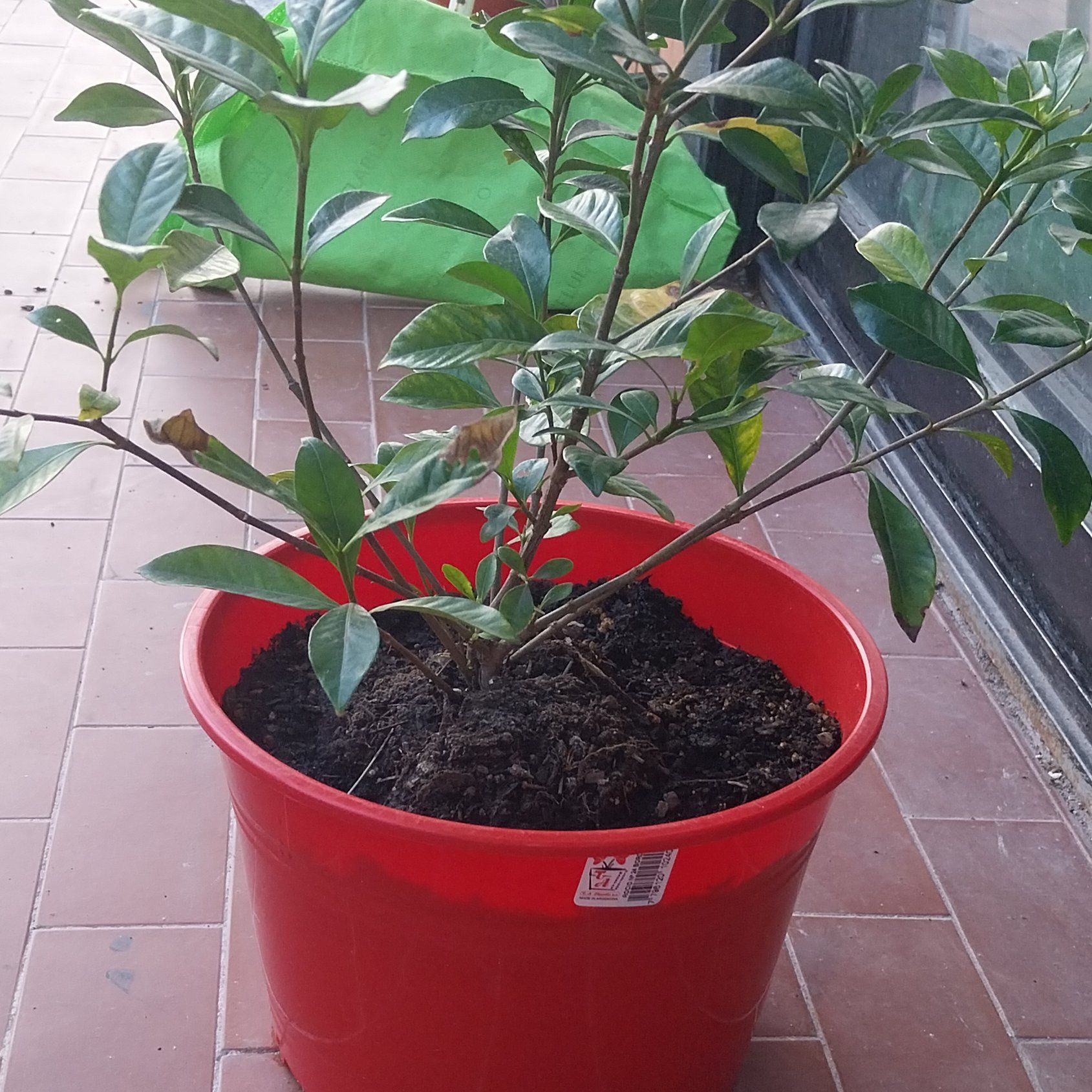 Photo of the plant species Midnight Jasmine by @DelicateTaro48 named Jazmin on Greg, the plant care app