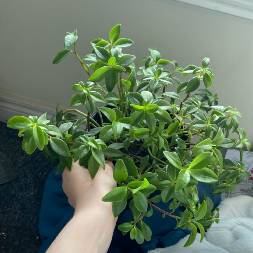 Photo of the plant species Amigo Marcello by @eggplants named pepper on Greg, the plant care app
