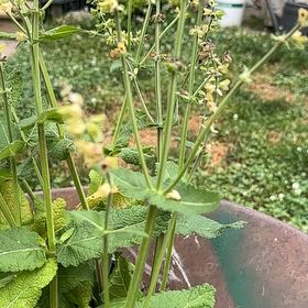 Photo of the plant species Meadow Sage by @VividTipa34 named Nithin on Greg, the plant care app