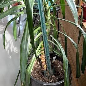Photo of the plant species Spineless Yucca 'Puck' by @Plant-therapy named Achilles on Greg, the plant care app