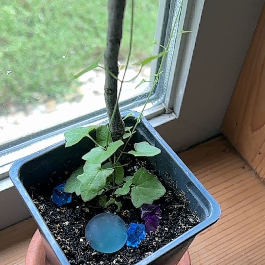 Photo of the plant species Garnet Snapdragon Vine by @Plant-therapy named Duke on Greg, the plant care app