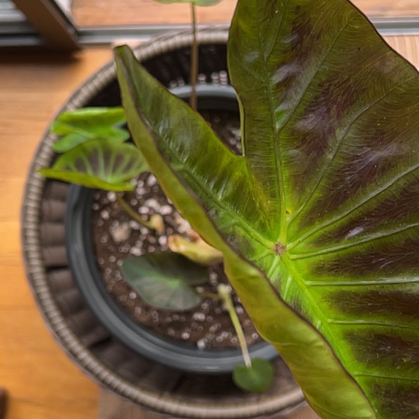 Photo of the plant species Colocasia 'Aloha' by @GiftedLentil75 named Duke on Greg, the plant care app
