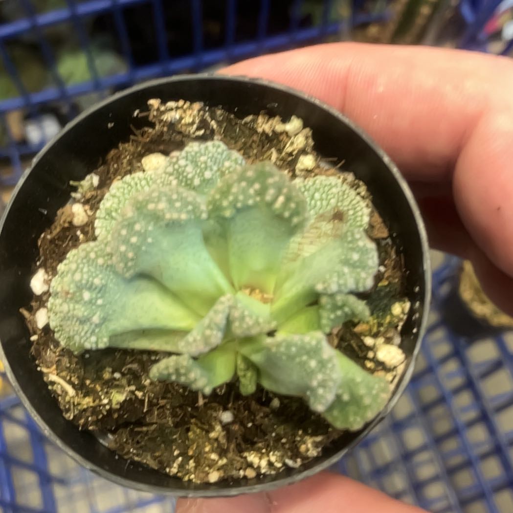 Photo of the plant species Titanopsis 'Bizarre' by @AceGuasca52 named Rihanna on Greg, the plant care app