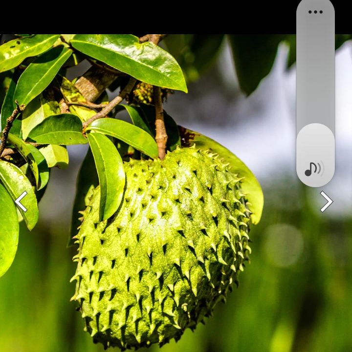 Photo of the plant species Soursop by @LightFringetree named Figyonce on Greg, the plant care app