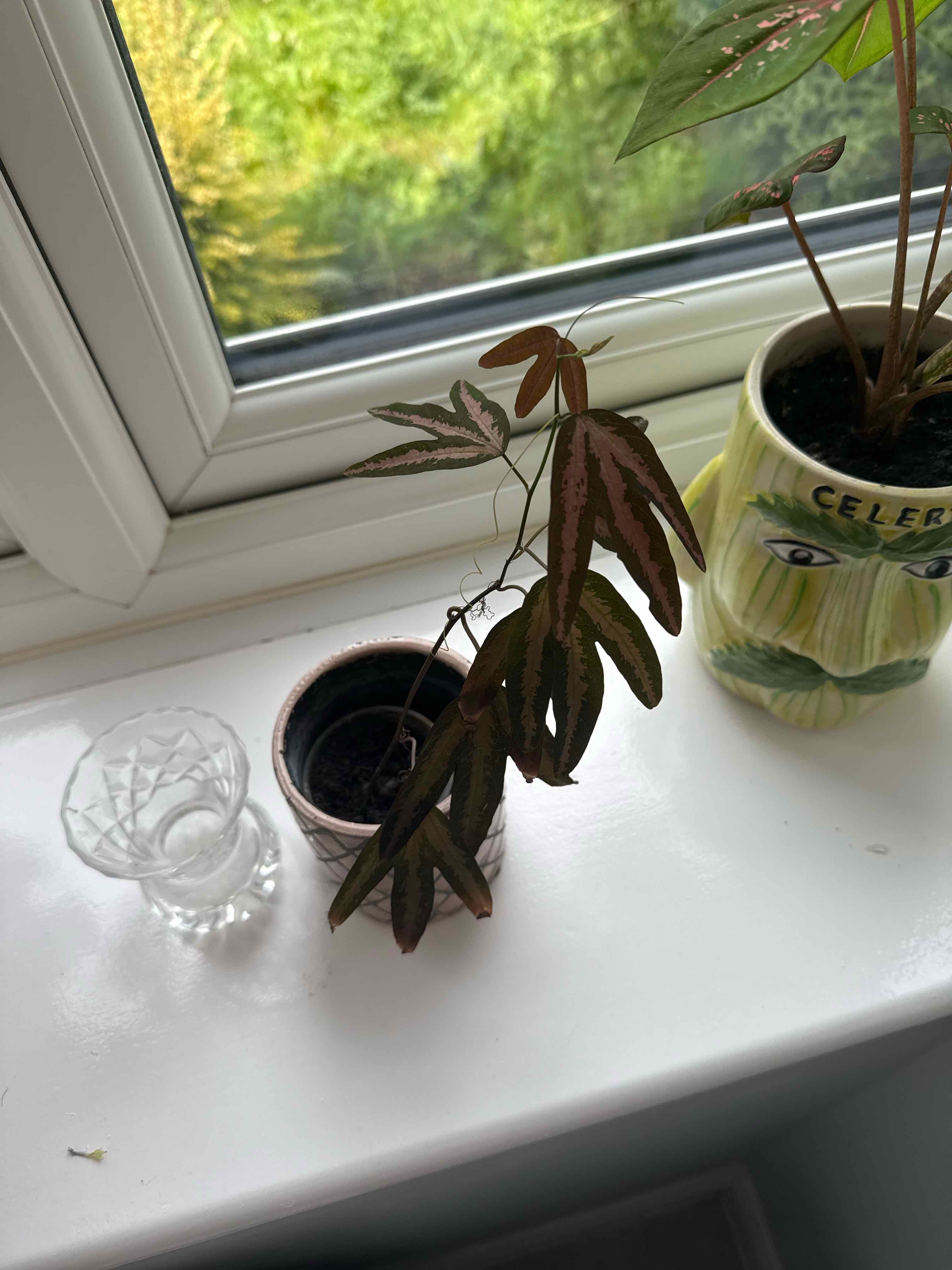 Photo of the plant species Passiflora trichopoda by @HonoredPitayita named Huckleberry Fern on Greg, the plant care app