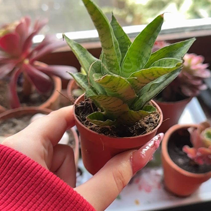 Photo of the plant species Tough Lady by @HonoredPitayita named Joe’s baby on Greg, the plant care app
