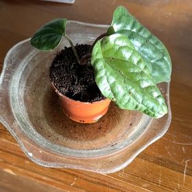 Photo of the plant species Painters Pallete black beuaty by @HonoredPitayita named Baesil on Greg, the plant care app