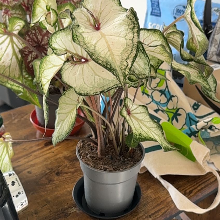 Photo of the plant species Caladium White Wonder by @HonoredPitayita named da Vinci on Greg, the plant care app