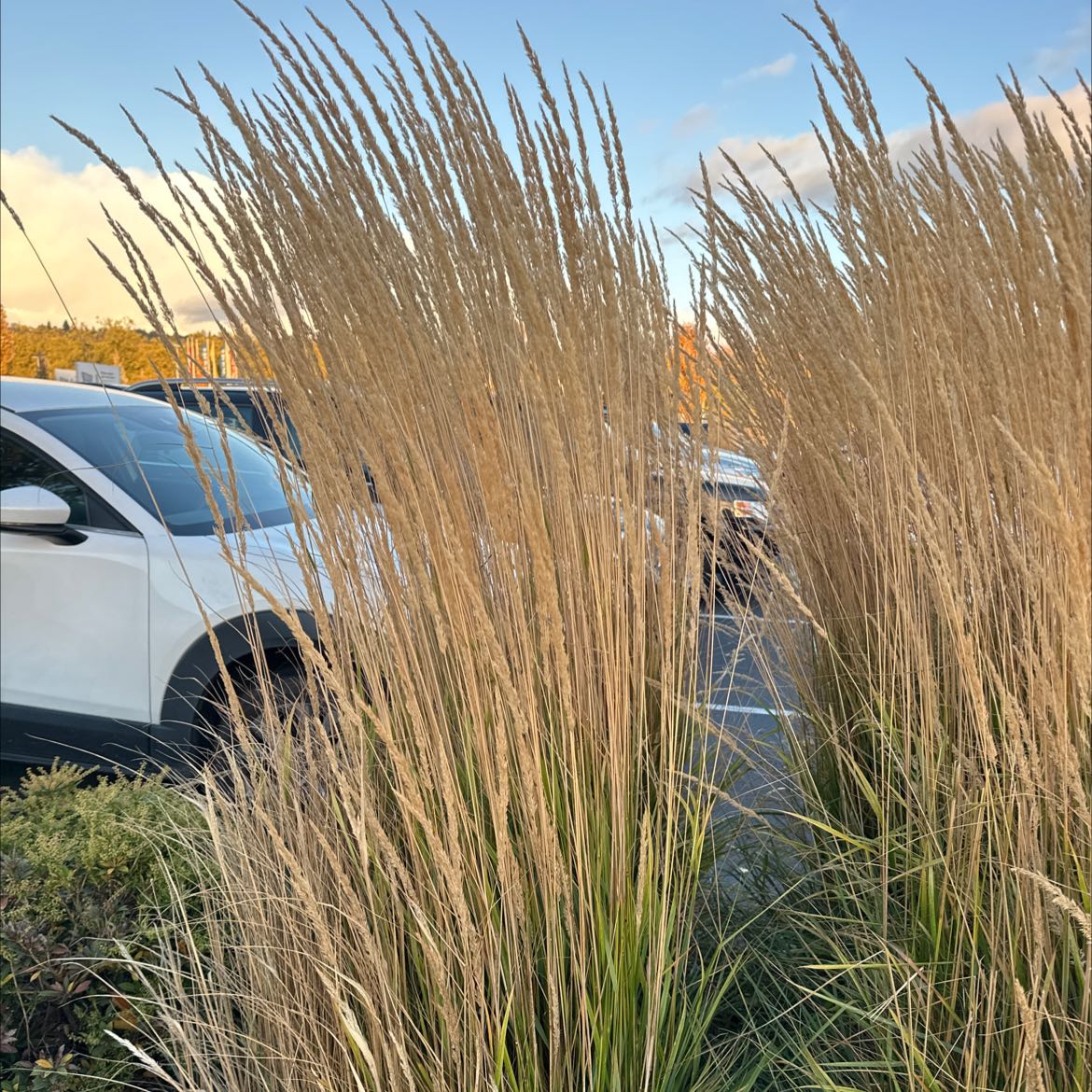 Image of healthy Maiden Grass with long, slender blades and feathery plumes.