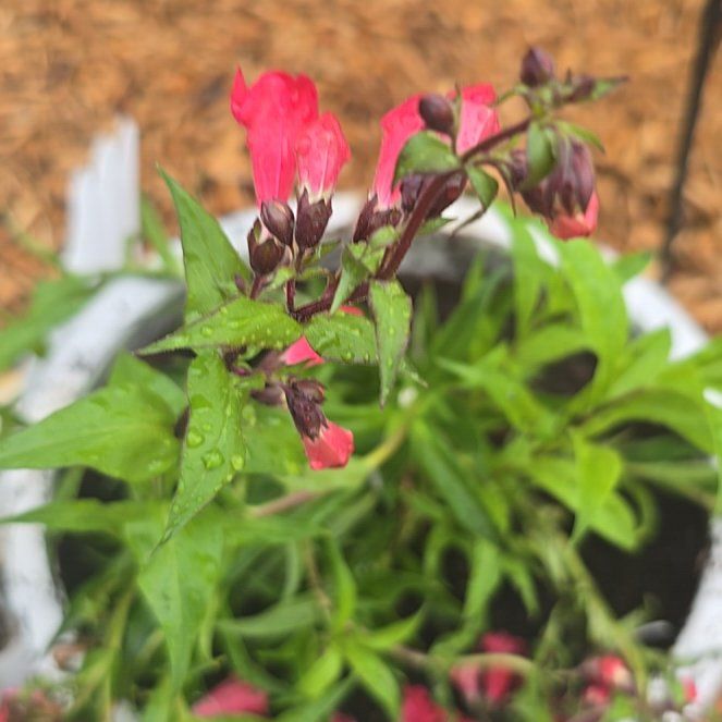 Photo of the plant species Penstemon 'Cherry Sparks' by @VividEarthball named Cherry on Greg, the plant care app