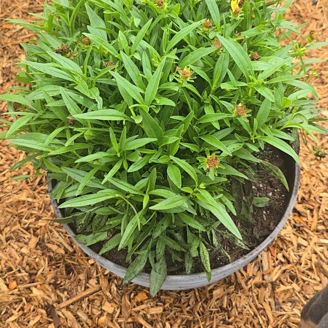 Photo of the plant species Coreopsis 'Corey Yellow' by @VividEarthball named Brodie on Greg, the plant care app