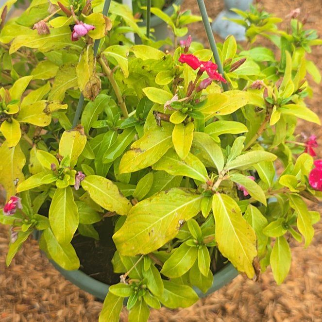 Photo of the plant species Cora® XDR Vinca by @VividEarthball named Cora 1 on Greg, the plant care app