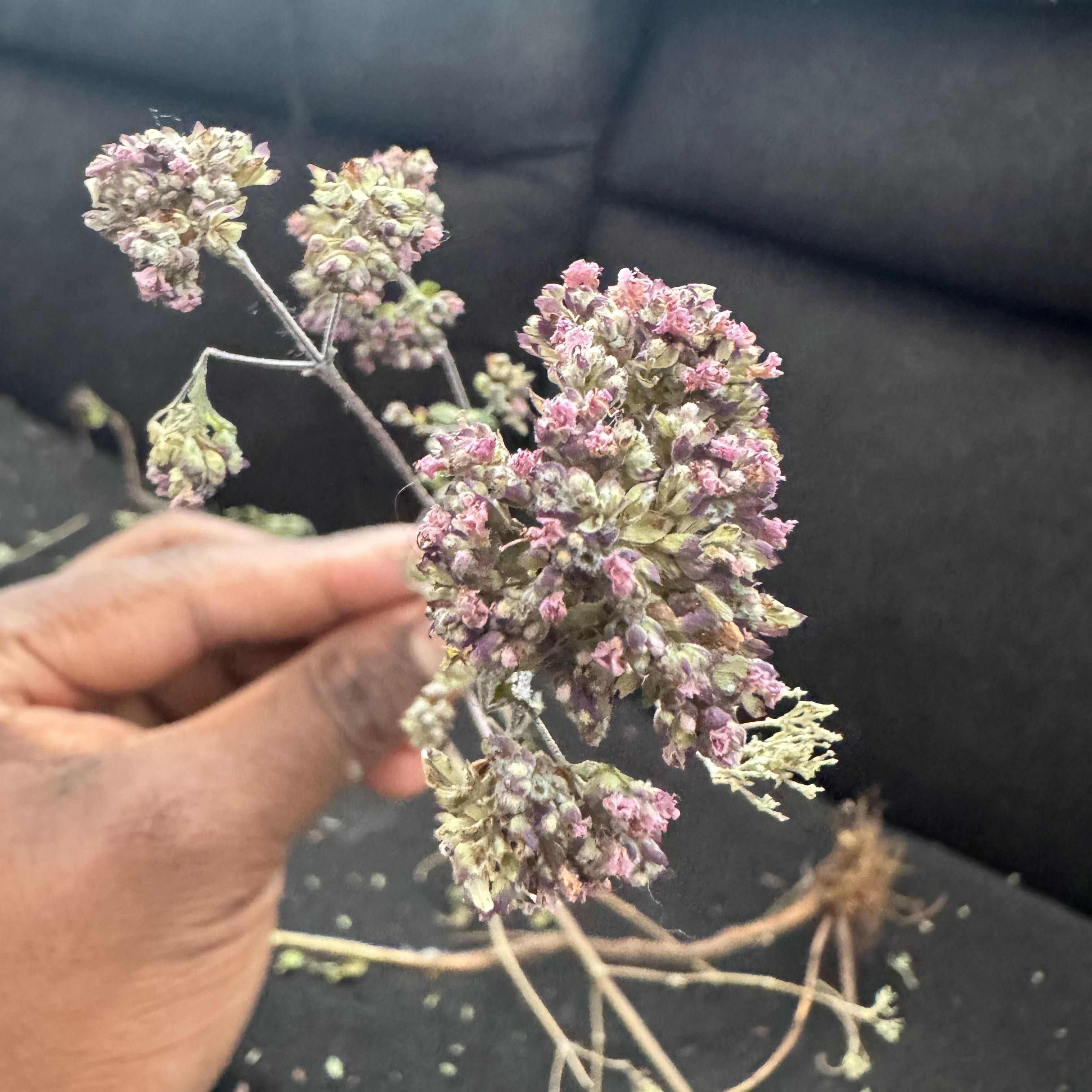 Photo of the plant species St. Catherine's Lace by @ChummyCrabapple named Tolkien on Greg, the plant care app