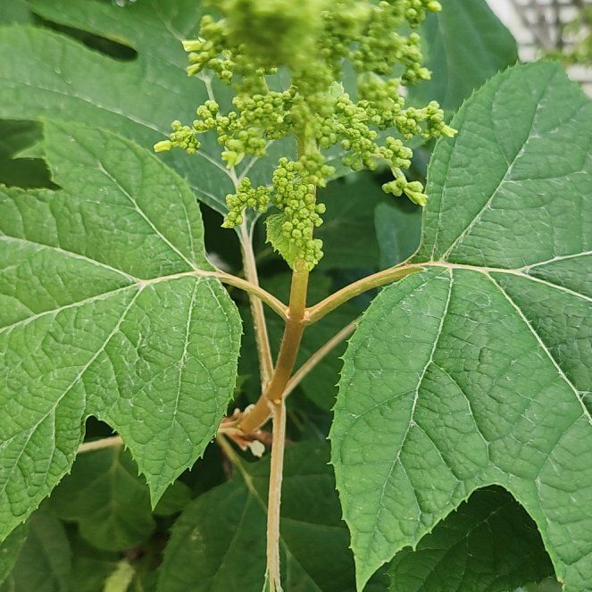 Photo of the plant species Oakleaf Hydrangea by @Seaplantain67 named Maya on Greg, the plant care app