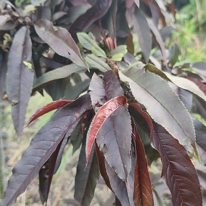 Photo of the plant species Peach Tree by @Seaplantain67 named Miley on Greg, the plant care app