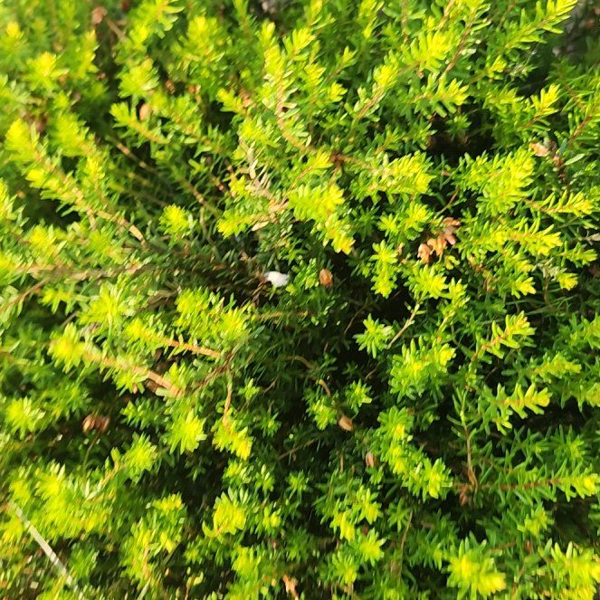 Photo of the plant species Tree Heath by @Seaplantain67 named Remington on Greg, the plant care app