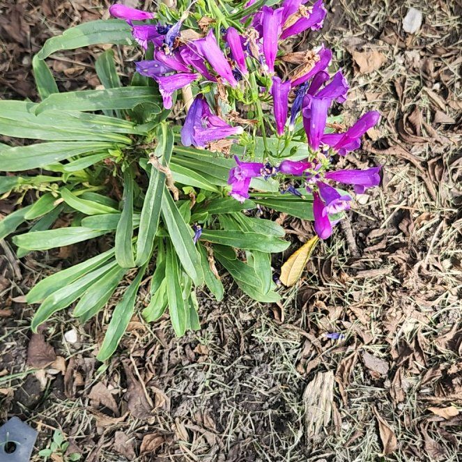 Photo of the plant species Brompton Stock by @Seaplantain67 named Mando on Greg, the plant care app