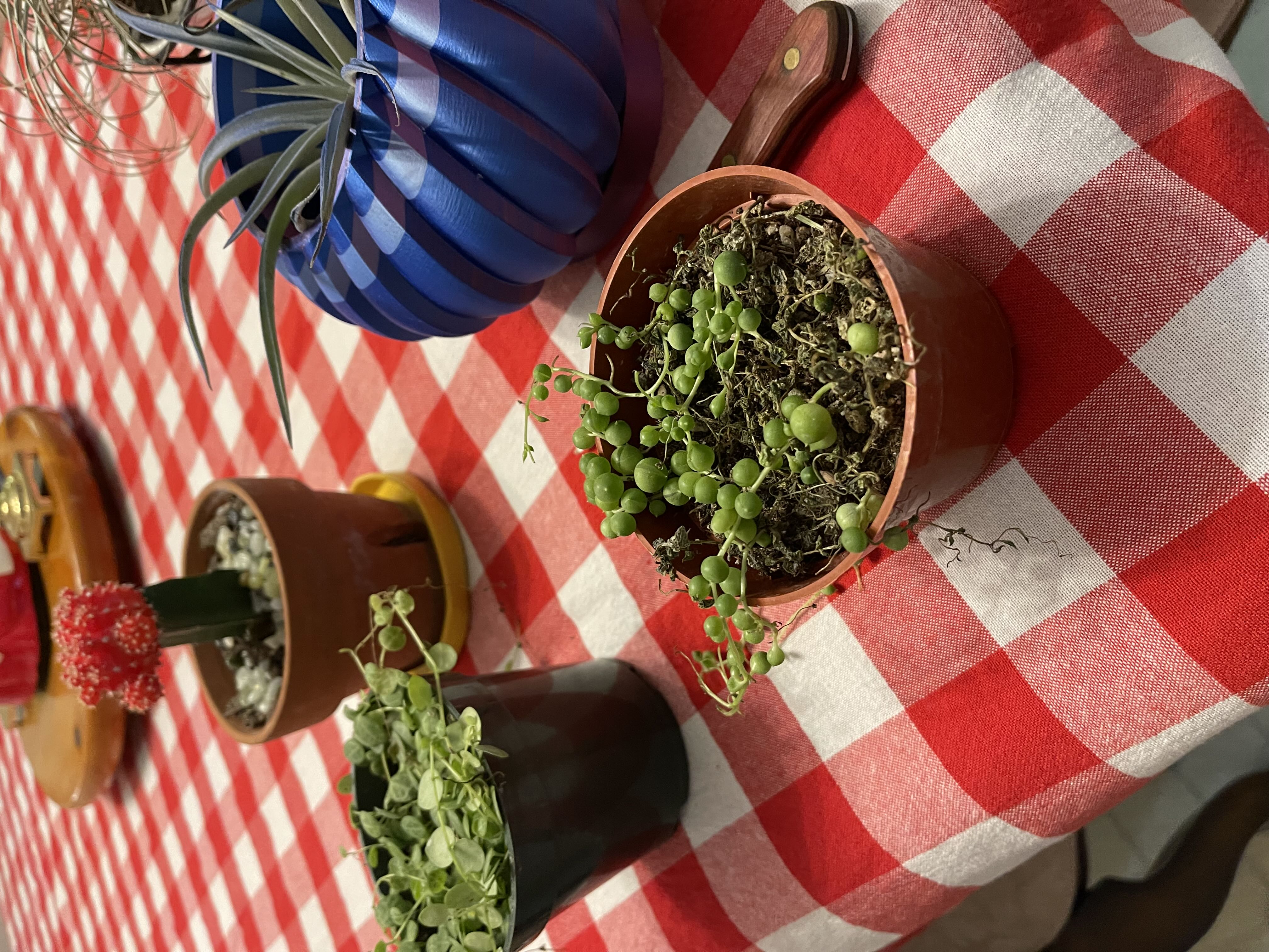 Photo from the post