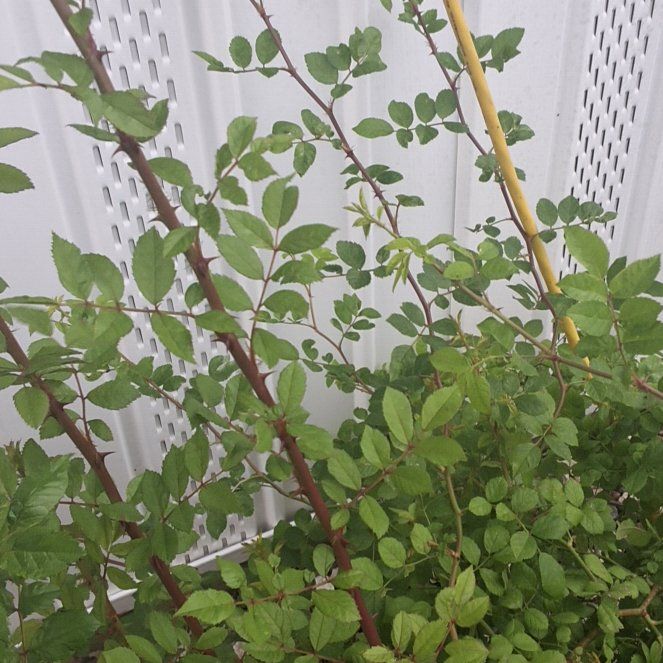 Photo of the plant species Copal by @DoubtlessSedum named Xena on Greg, the plant care app