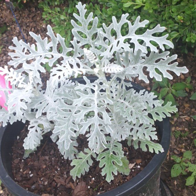 Photo of the plant species Silver Ragwort by @DoubtlessSedum named Maya on Greg, the plant care app