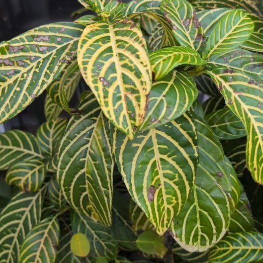 Photo of the plant species Bankesia by @MeekSunflower98 named Duke on Greg, the plant care app